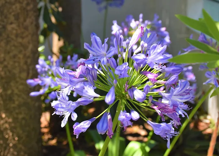 Annis House 4* Città di Skiathos