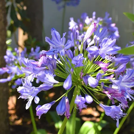 Annis House 4* Скиатос